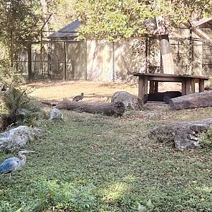 American Black Bear Exhibit
