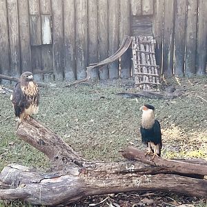 Red-Tailed Hawk and Crested Caracara