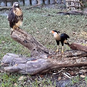 Red-tailed Hawk and Crested Caracara Exhibit
