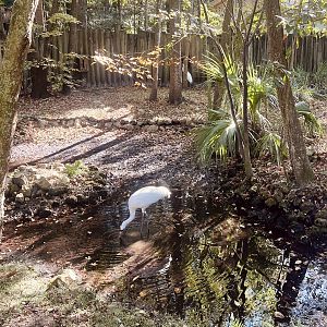 Whopping Crane Exhibit