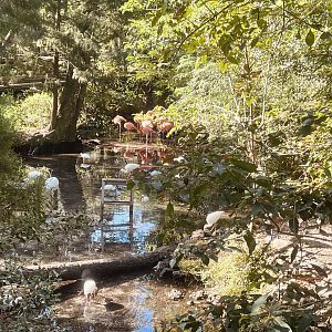 American Flamingo Exhibit