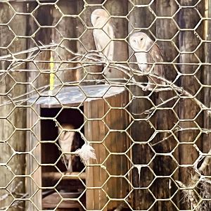 Barn Owls