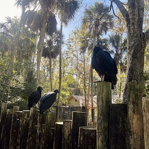 Black Vultures