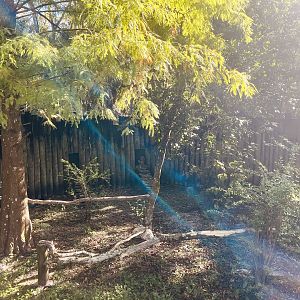 Great Horned Owl Exhibit