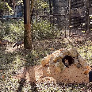Red Fox and Grey Fox exhibit