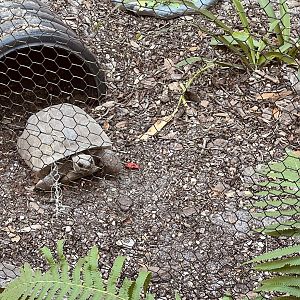 Gopher Tortoise