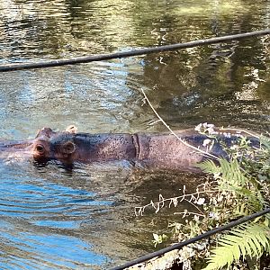 Nile Hippopotamus