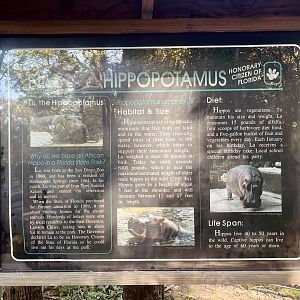 Story of a Hippopotamus