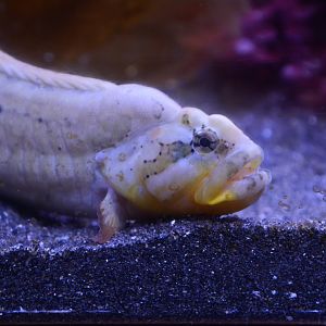 Burger's shanny (Dictyosoma burgeri)