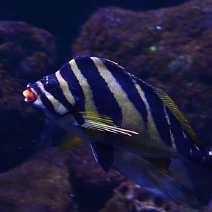 Redlip morwong (Goniistius zebra)