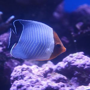 Hooded butterflyfish (Chaetodon larvatus)