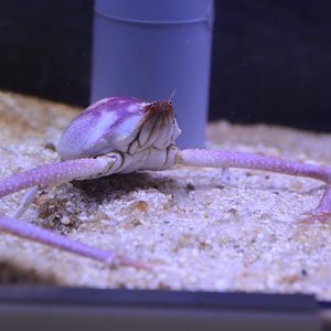 Fleeting purse crab (Myra fugax)
