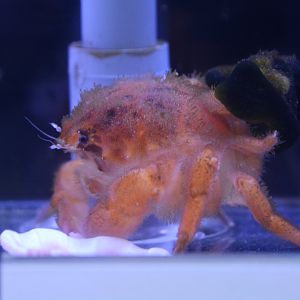 Japanese orange sponge crab (Lauridromia intermedia)