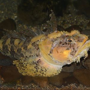 Sea raven (Hemitripterus villosus)