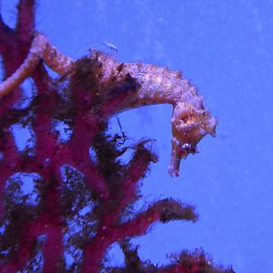 Shiho's seahorse (Hippocampus sindonis)