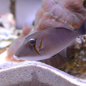 Boomerang triggerfish (Sufflamen bursa)