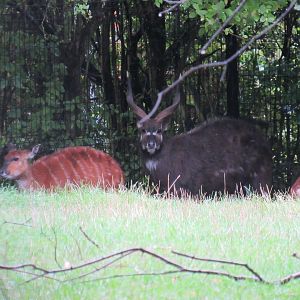 West African Sitatunga