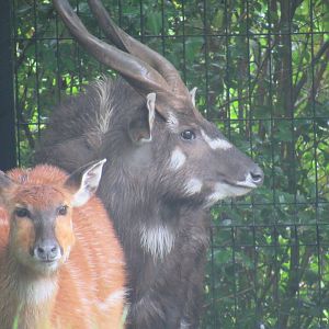 West African Sitatunga