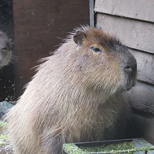 Capybara