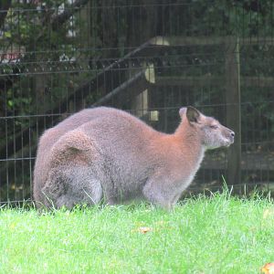 Bennett’s Wallaby