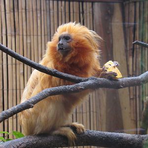Golden Lion Tamarin