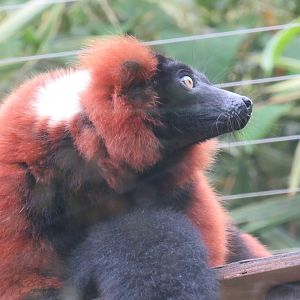 Red Ruffed Lemur