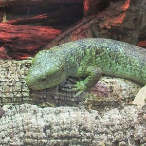 Prehensile-Tailed Skink