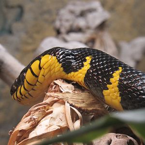 Mangrove Snake