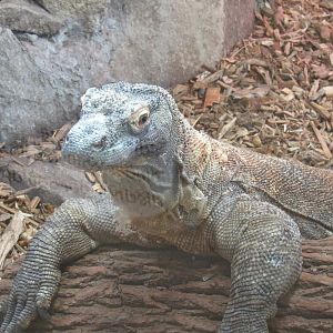Komodo Dragon