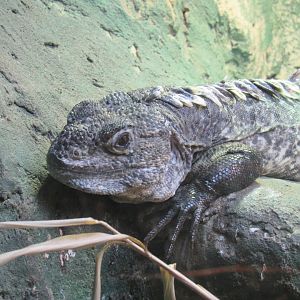 Utila Spiny-Tailed Iguana