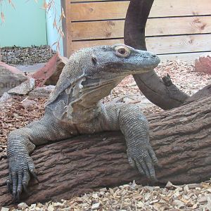 Komodo Dragon