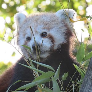 Nepalese Red Panda