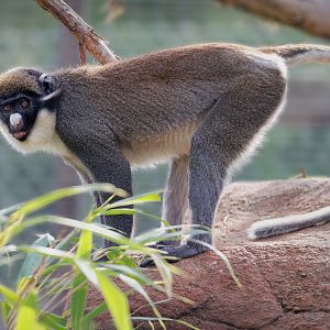 Lesser spot-nosed Guenon / Hamerton / 22-9-22