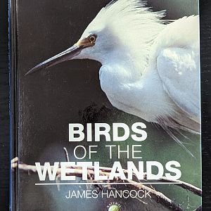 Birds of the Wetlands