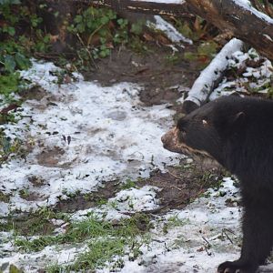 Andean/Spectacled Bear