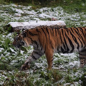 Sumatran Tiger- Kasarna