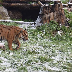 Sumatran Tiger- Dash