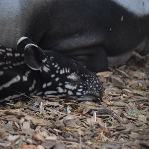 Malayan Tapir- Nessa