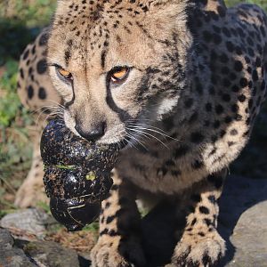 Cheetah Conservation Station - Cheetah