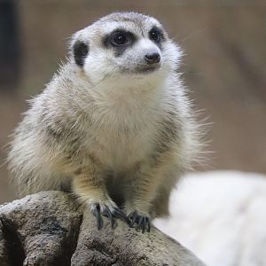 Small Mammal House - Meerkat
