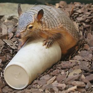 Small Mammal House - Screaming Hairy Armadillo