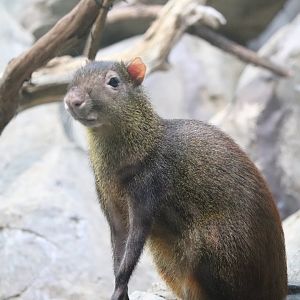 Small Mammal House - Red-Rumped Agouti