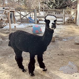 Alpaca