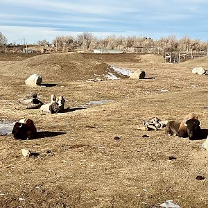Bison Exhibit