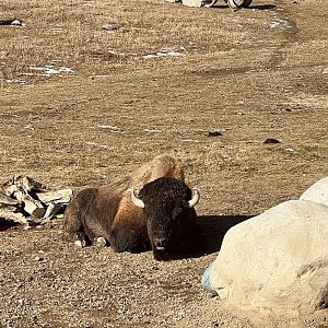 Plains Bison