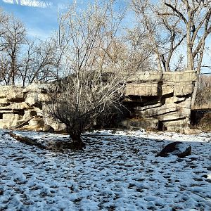 Amur Tiger Exhibit