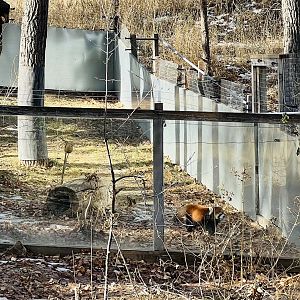 Red Panda Exhibit