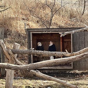 Bald Eagles