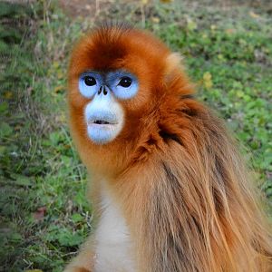 Golden snub-nosed monkey (Rhinopithecus roxellana)