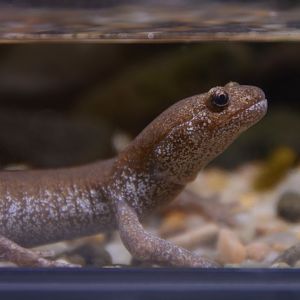 Tosashimizu salamander (Hynobius tosashimizuensis)